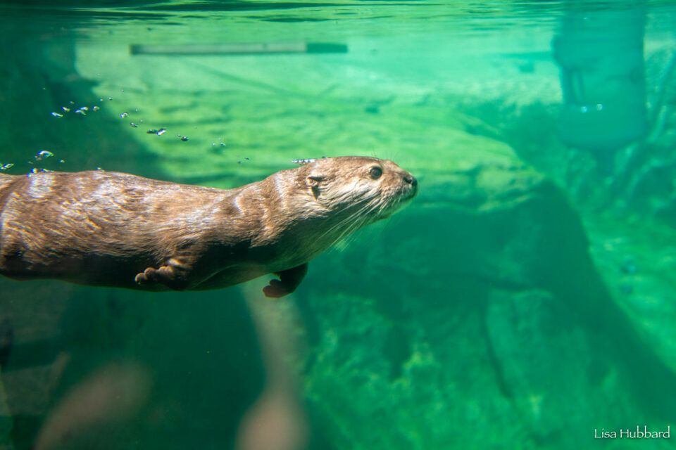 zoo news