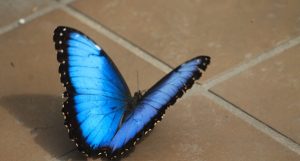 krohn butterfly show 2025