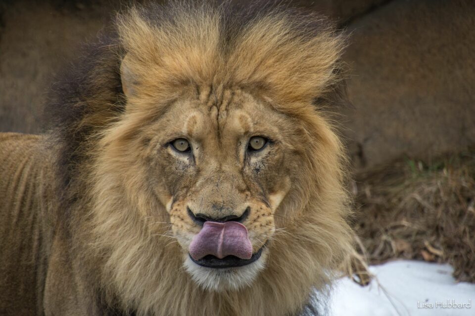 zoo membership sale