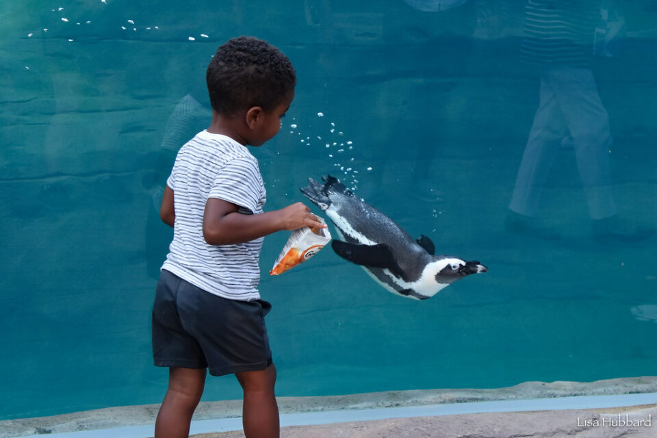 zoo membership sale