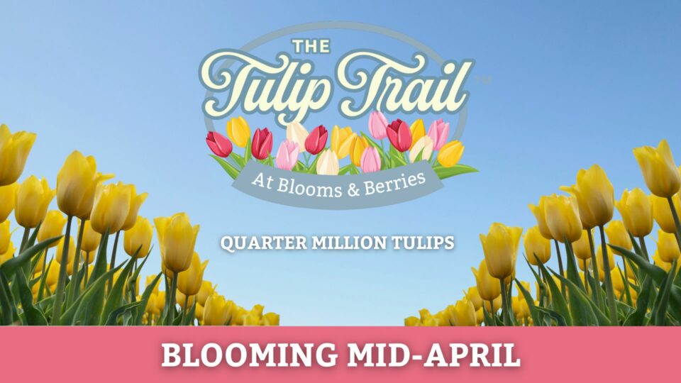 The Tulip Trail Blooms in Cincinnati