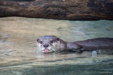 Zoo News