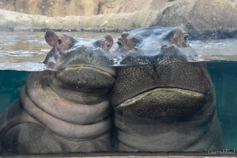 zoo membership sale