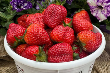 Strawberry Days