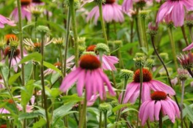 wildflower walk