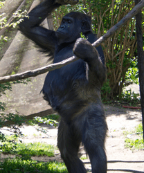 zoo news
